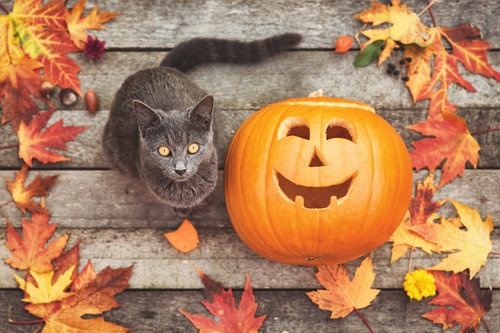 NASC-kitty-and-pumpkin.jpg
